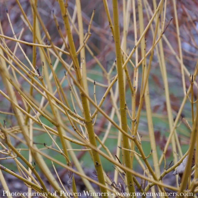 #3 Cornus sericea PW Arctic Fire 'YELLOW'/ Compact Dogwood Native (R)