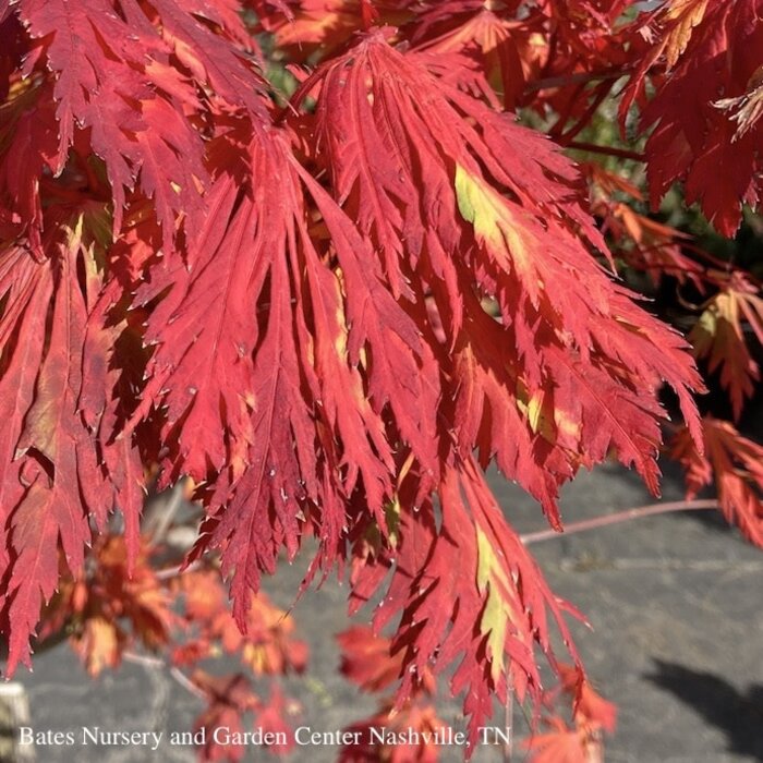 #6 Acer japonica Aconitifolium/ Fernleaf Fullmoon Maple