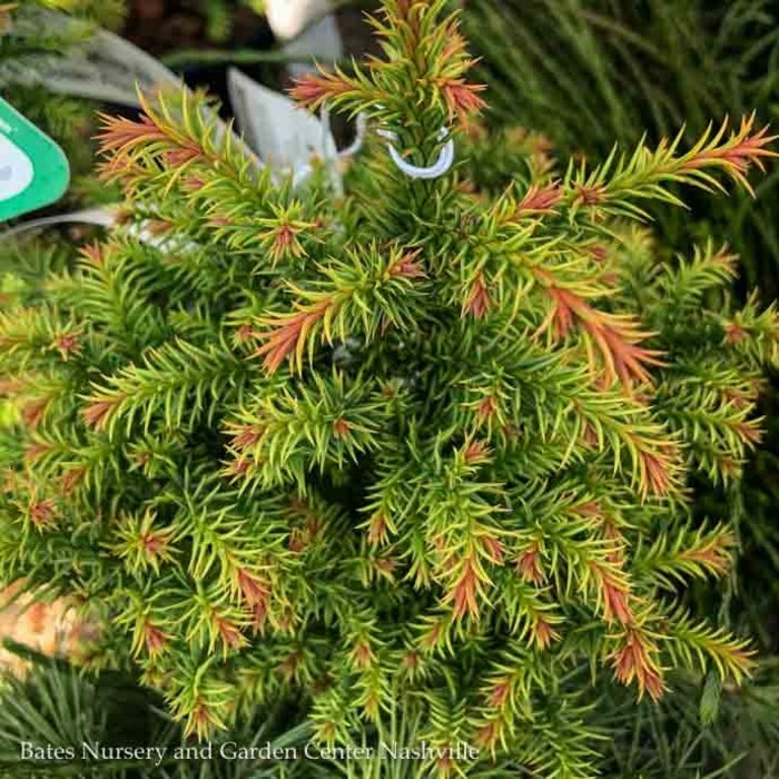 #3 Cryptomeria japonica Golden Promise/Dwarf Globe Japanese False Cedar