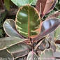 4p! Ficus E Ruby Variegated /RubberTree Plant  /Tropical
