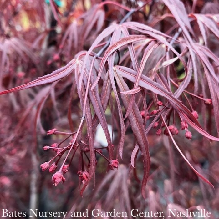 #20 BOX Acer pal Pung Kil/ Red Upright Threadleaf Japanese Maple