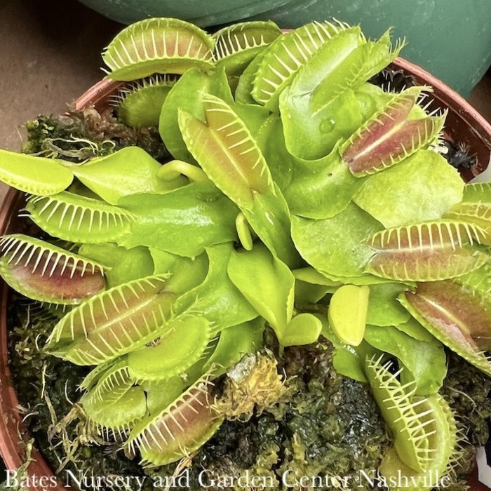 Dente Venus Fly Trap Carnivorous Plant - Dionaea muscipula