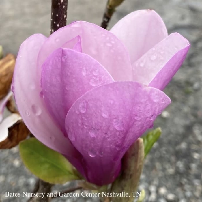 8ft Magnolia x Jane/ Deciduous red-purple