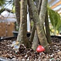 Plant Pick / Garden Stake Toadstool/Mushroom Asst 2H