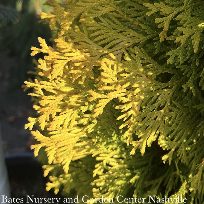 LPP Thuja occ Jantar/ Columnar Amber Gold Arborvitae