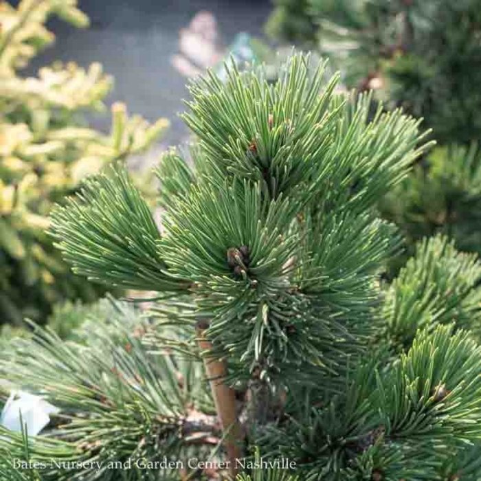 #3 Pinus leucodermis (heldreichii) Irish Bell/ Bosnian Pine