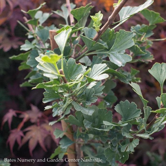 #6 Ginkgo bil Folkert's Select/ Dwarf Maidenhair Tree (Male)