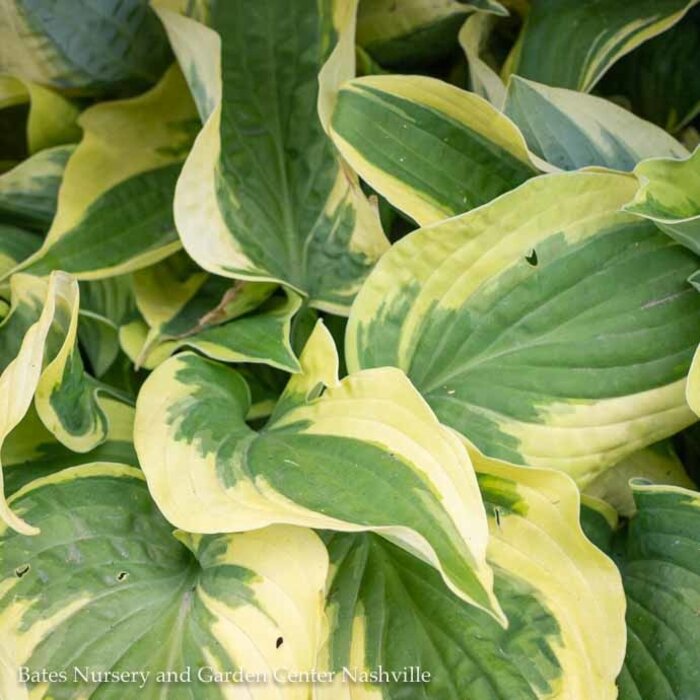 #1 Hosta x Wide Brim/ Blue-Green w/Cream