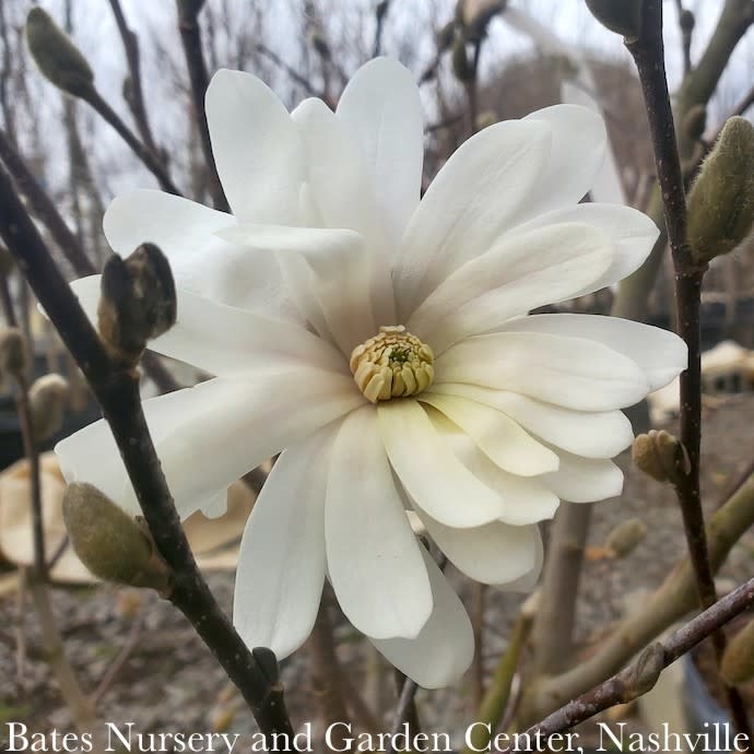 #3 Magnolia stellata Royal Star/ Deciduous White