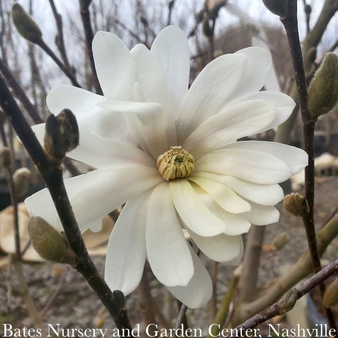 #5 Magnolia stellata Royal Star/ Deciduous White