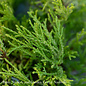 LPP Chamaecyparis pis Golden Mop/ Threadleaf Falsecypress