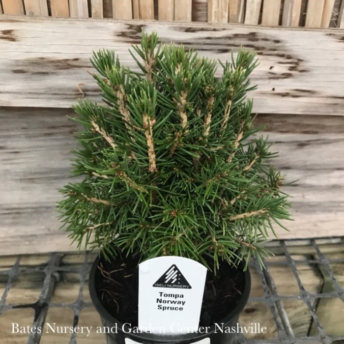 LPP Picea abies Tompa/ Dwarf Norway Spruce - No Warranty