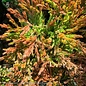 LPP Juniperus horiz Limeglow/ Creeping Juniper