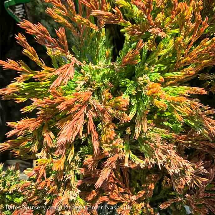 #1 Juniperus horiz Limeglow/ Creeping Juniper