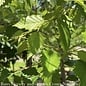 #15 CLUMP Betula nigra Dura Heat/ River Birch Native (TN)