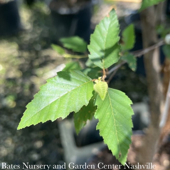 #15 CLUMP Betula nigra Dura Heat/ River Birch Native (TN)
