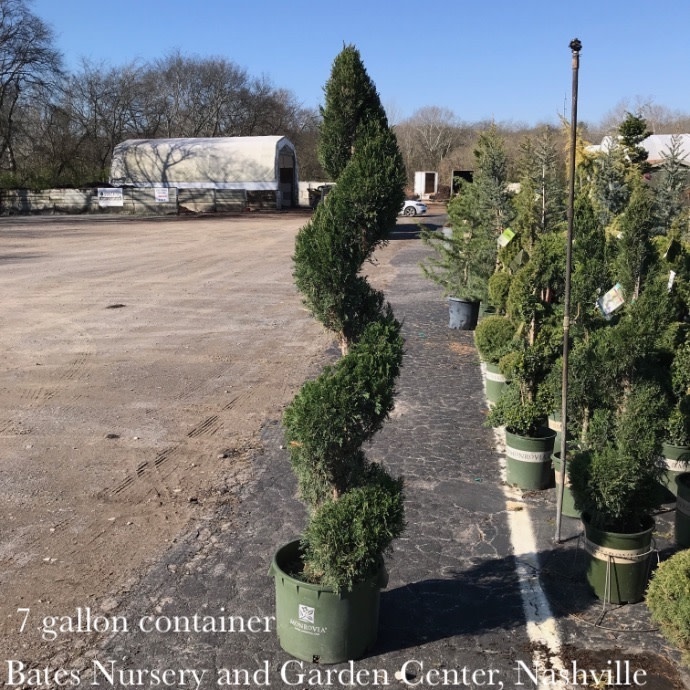 Topiary #15 SP Juniperus chin Spartan/ Upright Chinese Juniper Double SPIRAL