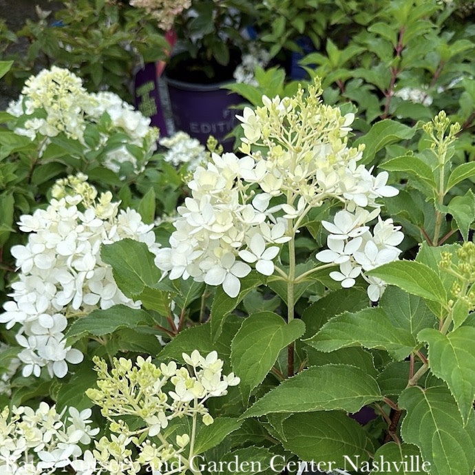 #3 Hydrangea pan Puffer Fish/ White to Lime Green Panicle