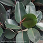 8p! Ficus elastica Burgundy BUSH/ RubberTree /Tropical