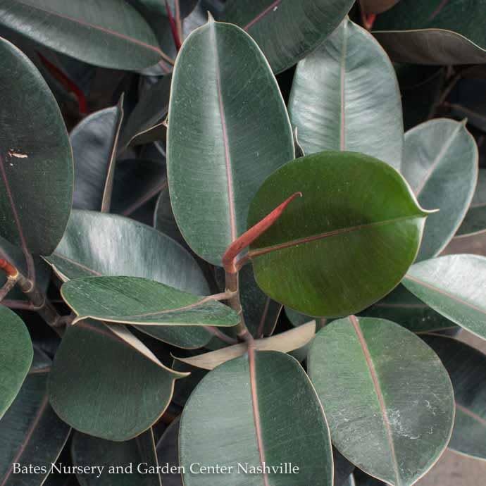 Ficus Elastica Burgundy Bush (Rubber Plant)