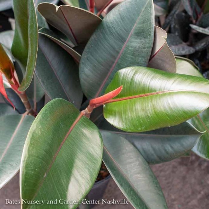 14p! Ficus elastica Burgundy STD / Column / RubberTree  /Tropical