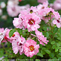 #3 Rosa x PW Ringo 'Double Pink'/ Light Pink w/ Red Eye Shrub Rose - No Warranty