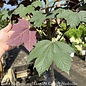 #15 Acer pseudoplatanus Regal Petticoat 'Tunpetti'/ Sycamore Maple