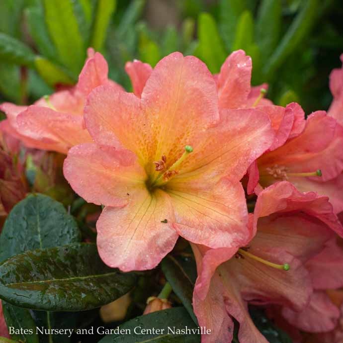 #5 Rhododendron x September Song/ Pink and Yellow - No Warranty