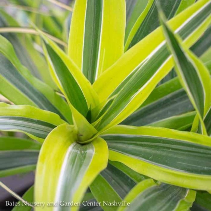 6p! Dracaena Warneckii Lemon Lime /Tropical