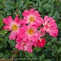 #2 Rosa Pink Drift/ Groundcover Rose - No Warranty