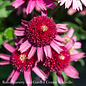 #1 Echinacea x PW Delicious Candy/ Pink Coneflower