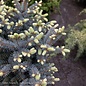 Topiary #5 Picea pungens Globosa/ Dwarf Globe Blue Spruce  LOW GRAFT Patio Tree