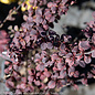 #1 Berberis thun Rose Glow/ Barberry