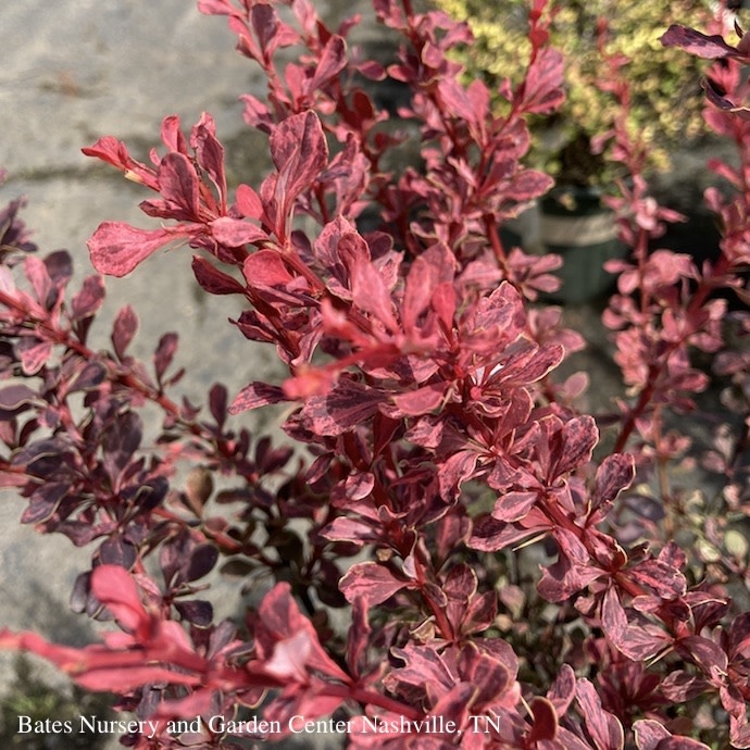 #1 Berberis thun Rose Glow/ Barberry