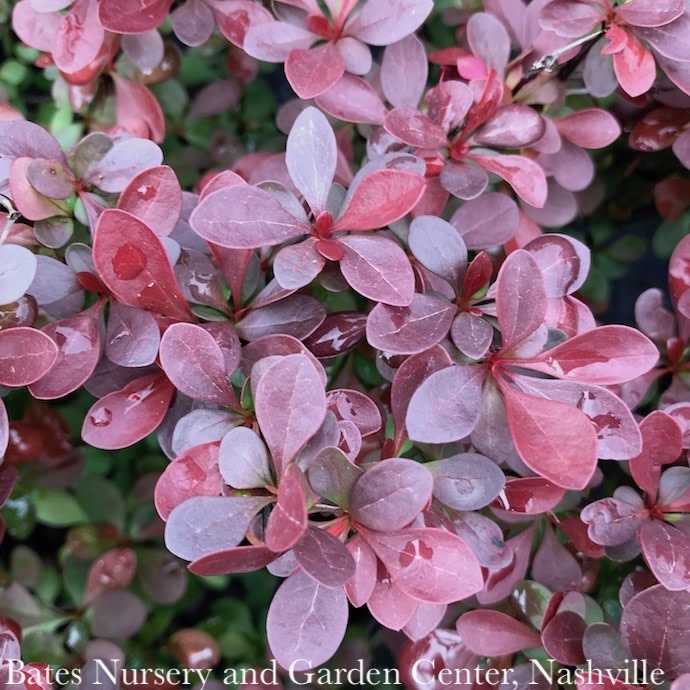 #1 Berberis thun Crimson Pygmy/ Dwarf Barberry