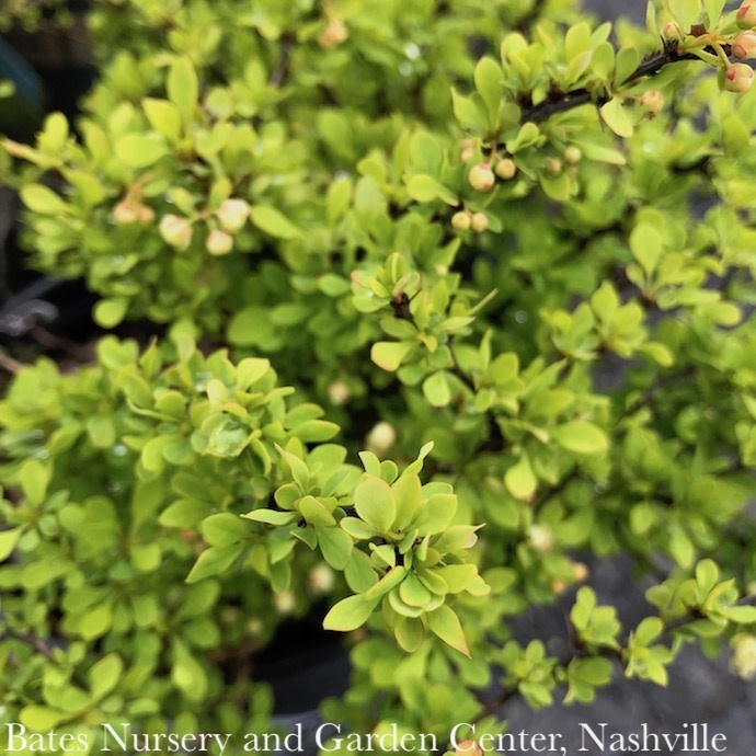 #3 Berberis thun Tiny Gold/ Barberry