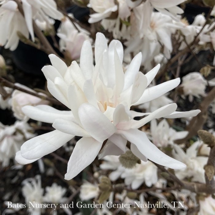 #10 Magnolia stellata Royal Star/ Deciduous White