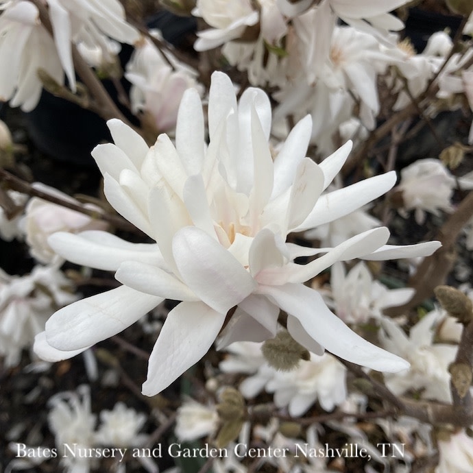 #5 Magnolia stellata Royal Star/ Deciduous White