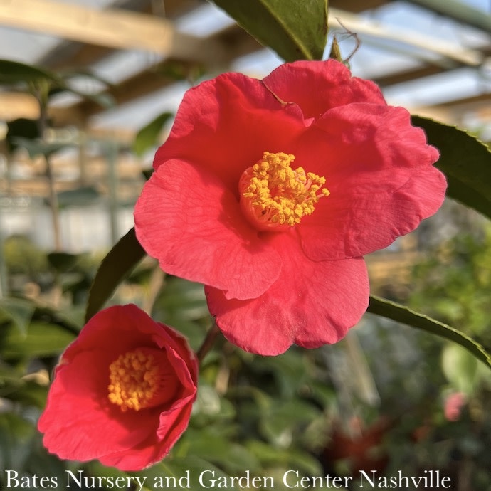 #3 Camellia japonica Ice Angels 'Springs Promise'/ Rose Red - No Warranty