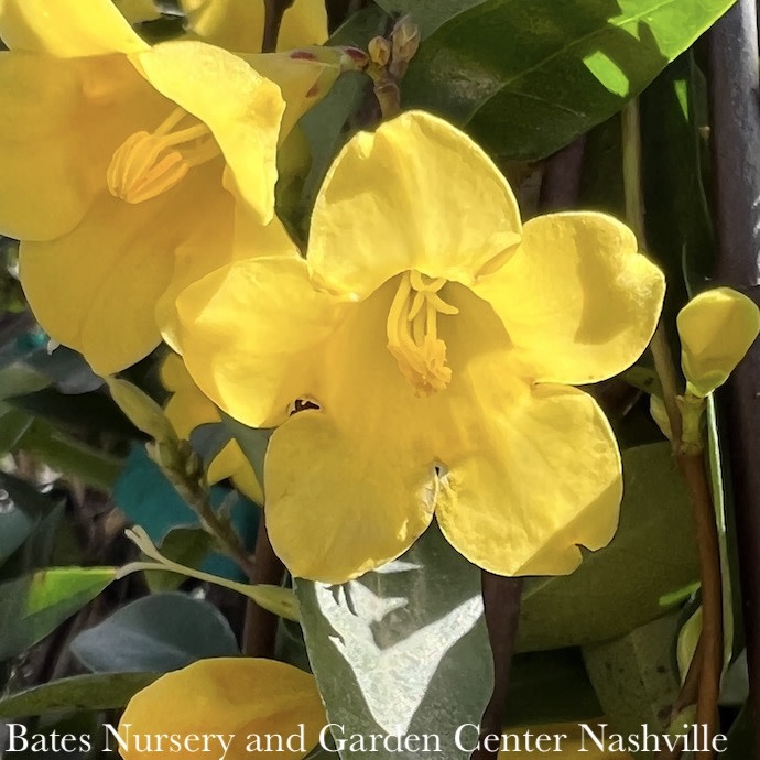 #3 Gelsemium sempervirens/ Carolina Jessamine, Jasmine Native (TN)