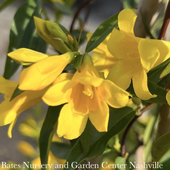 #3 Staked Gelsemium sempervirens/ Carolina Jessamine, Jasmine Native (TN)