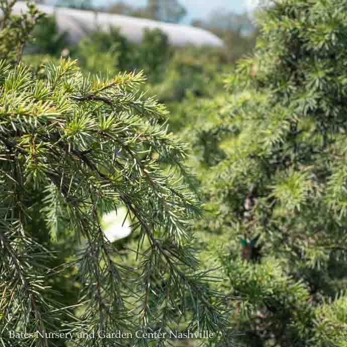 Topiary #5 PT Cedrus deo Feelin' Blue/ Deodar Cedar Patio Tree