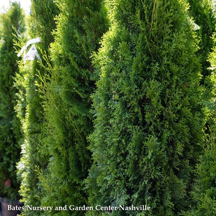 #6 Thuja occ Smaragd 'Emerald Green'/ Columnar Arborvitae