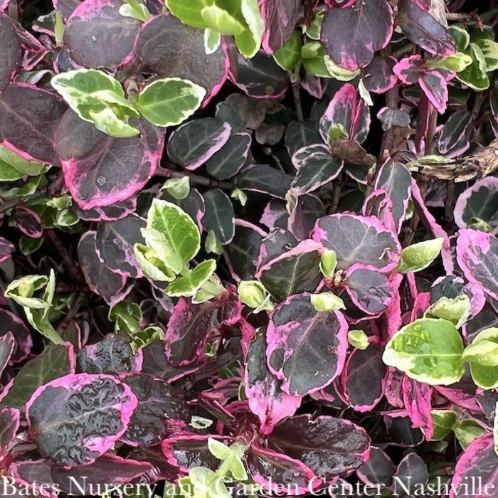 #1 Euonymus fortunei Emerald Gaiety/ Variegated Wintercreeper