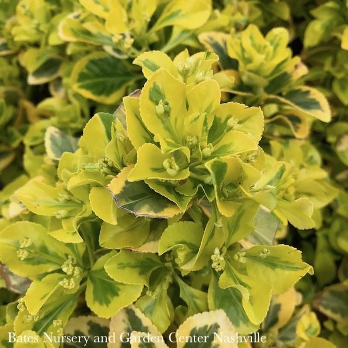 #3 Euonymus japonica Aureo-marginatus 'Golden'/ Variegated