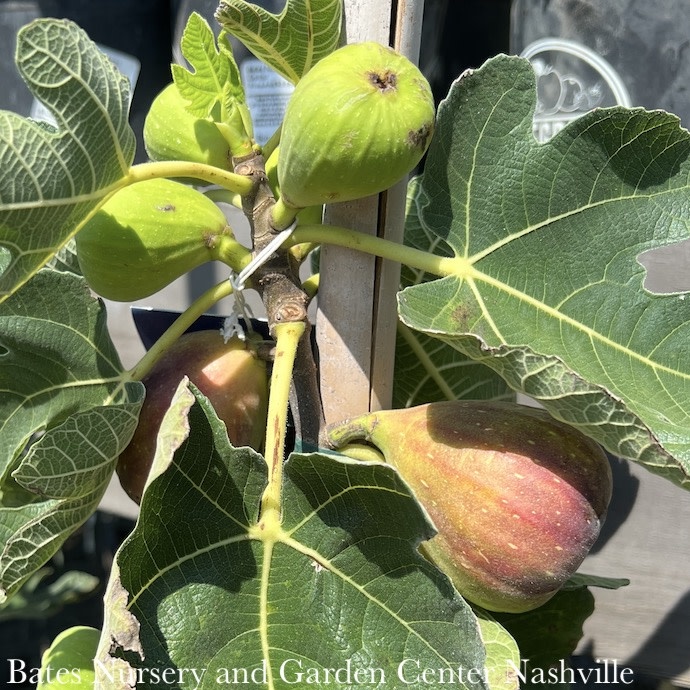 T95-Fruit & Nut Trees Edible #5 Ficus carica Brown Turkey/ - No Warranty - Bates & Garden Center