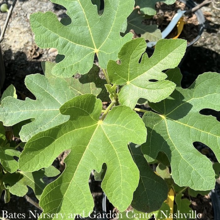 Edible #3 Ficus carica Fignomenal/ Dwarf Fig - No Warranty