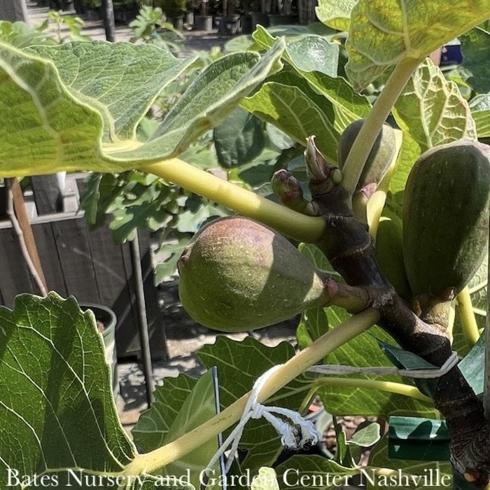Edible #3 Ficus carica Black Mission/ Fig - No Warranty