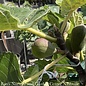 Edible #5 Ficus carica Black Mission/ Fig - No Warranty