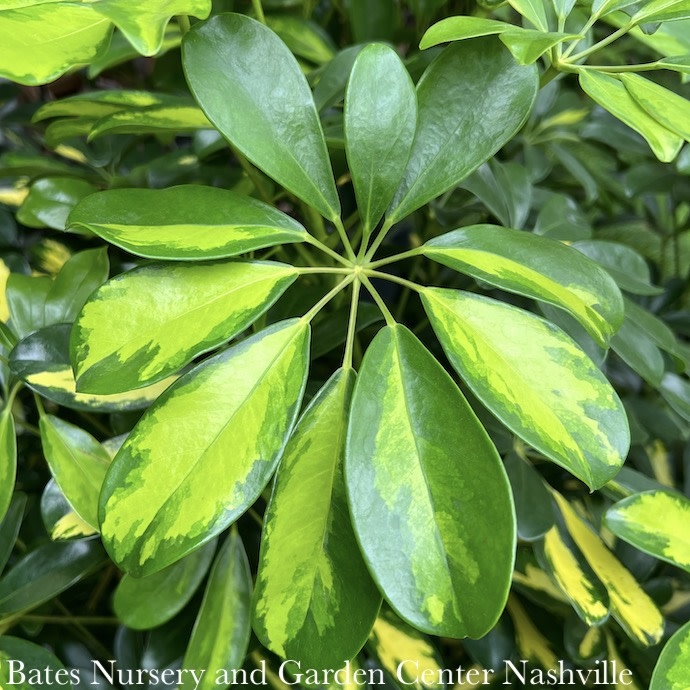 4p! Schefflera Arboricola Variegated Bush /Tropical